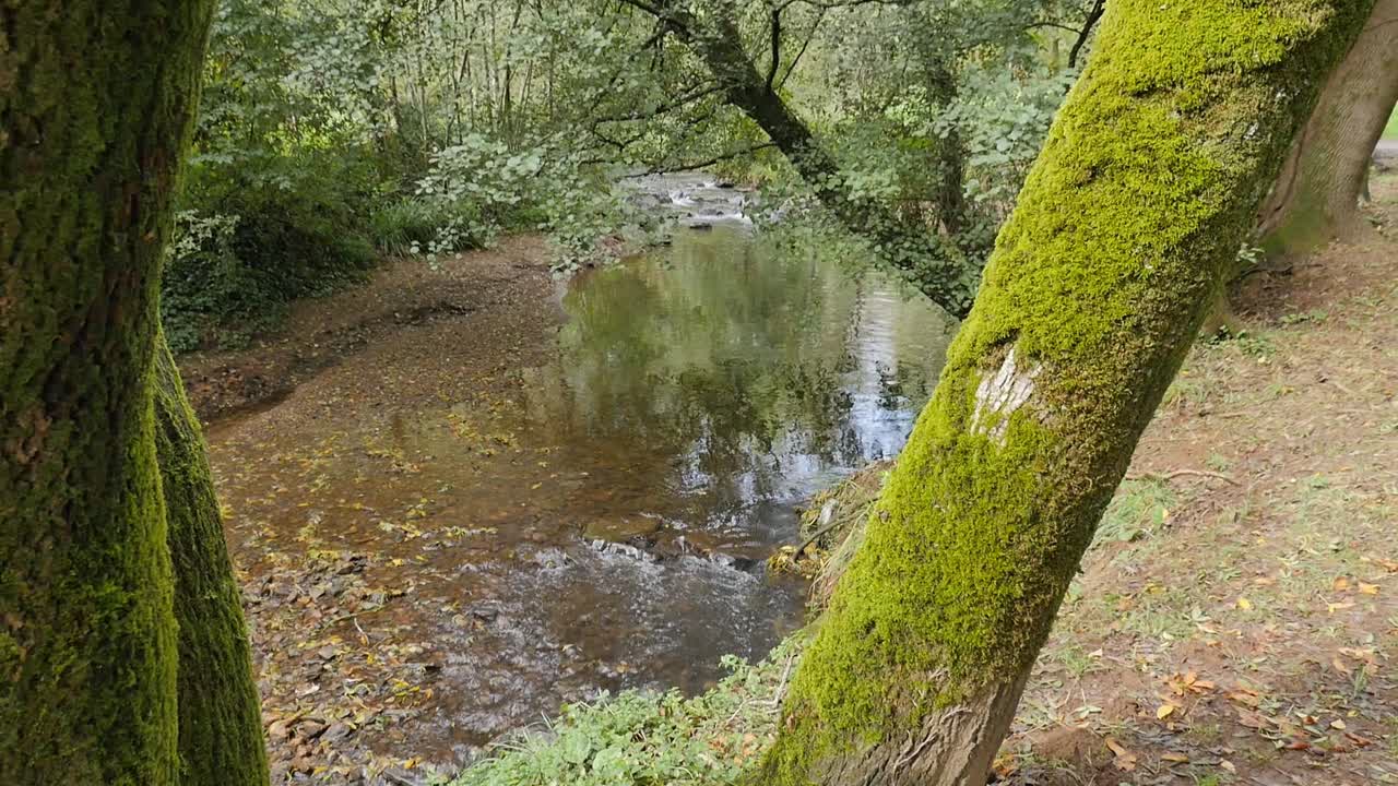 escena tranquila de un pequeño río en un magnífico bosque primitivo con árboles de musgo
