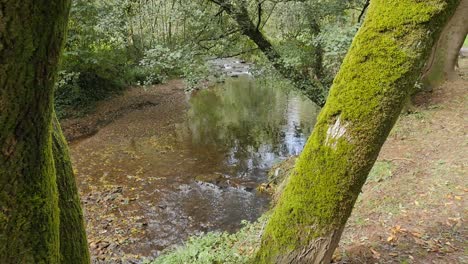 Escena-Tranquila-De-Un-Pequeño-Río-En-Un-Magnífico-Bosque-Primitivo-Con-árboles-Cubiertos-De-Musgo