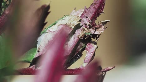 caterpillars feasting on the marigold leaves