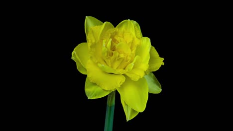 narcissus. blooming of beautiful yellow flowers on black background, daffodil. timelapse. 4k. wedding background, valentines day, mother's day, spring, easter.