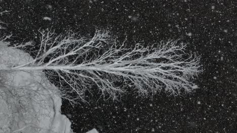 unique aerial vertical deciduous tree reversed snowfall