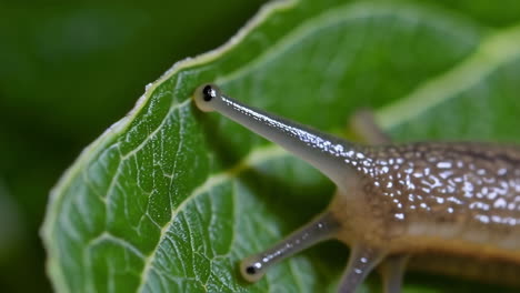 close-up of a snail crawling on a green leaf