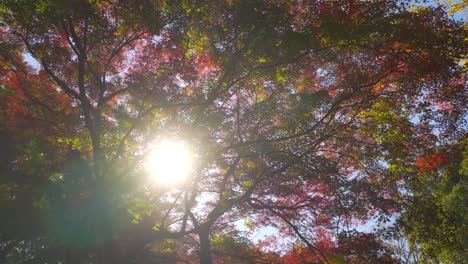 Hermoso-Paisaje-De-Concepto-Religioso-Con-árboles-De-Colores-Otoñales-Y-Rayos-De-Sol