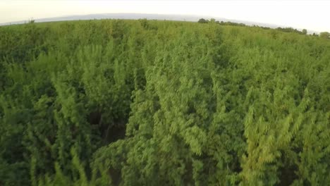 A-beautiful-aerial-over-almond-tree-orchard-in-California