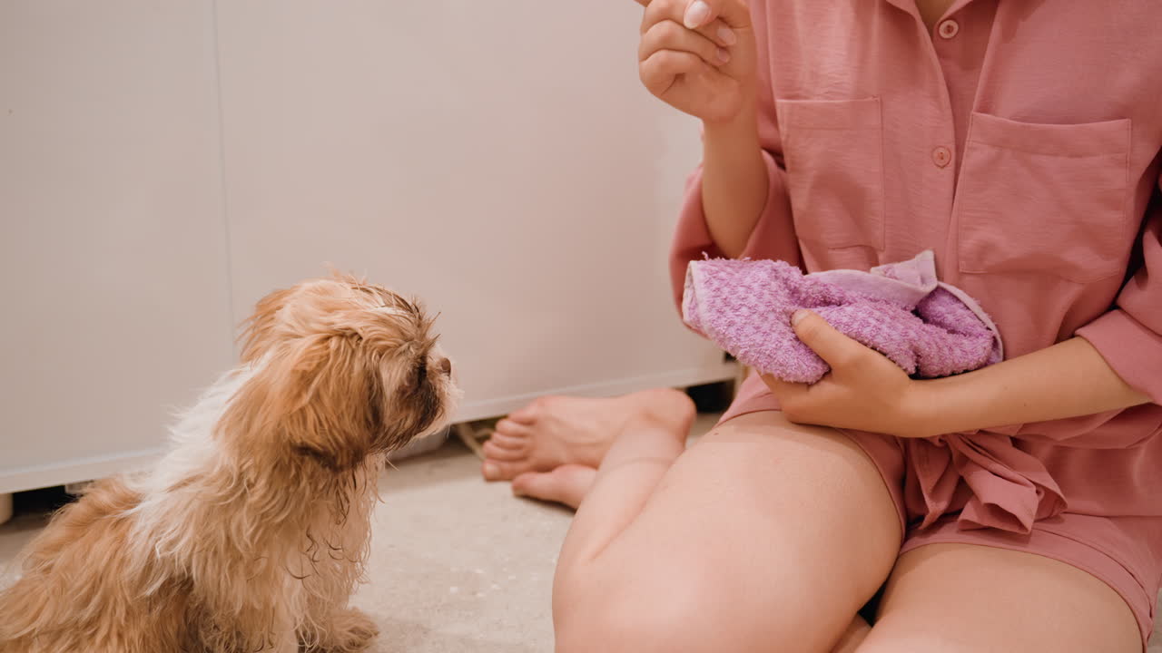 Puppy Indoor Training, Focused Indoor Sessions Enhancing Puppy Discipline And Reward Techniques, Structured Training Activities Inside To Improve Puppy Behavior And Reinforce Positive Responses