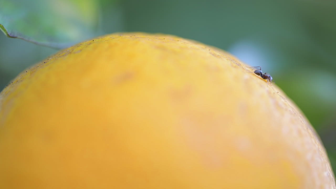 Ant on an Orange