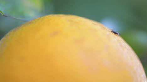 ant on an orange