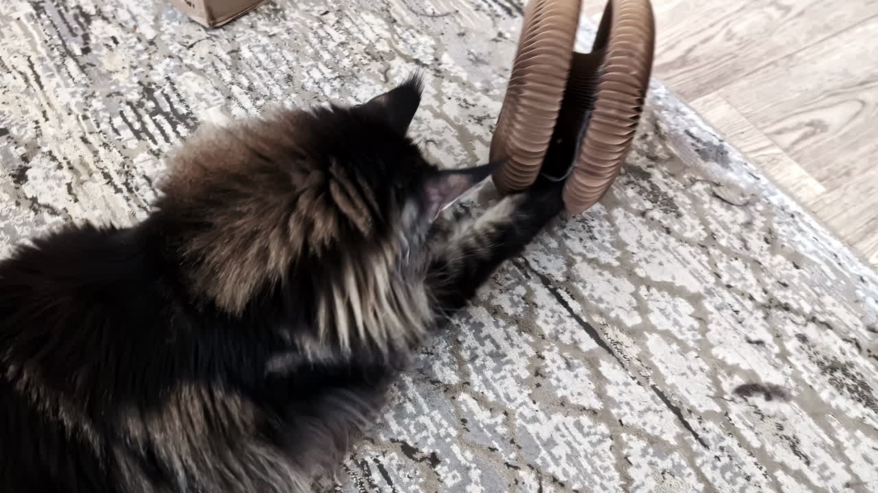 Gatto curioso gioca con un giocattolo a spirale di cartone su un tappeto interno testurizzato.