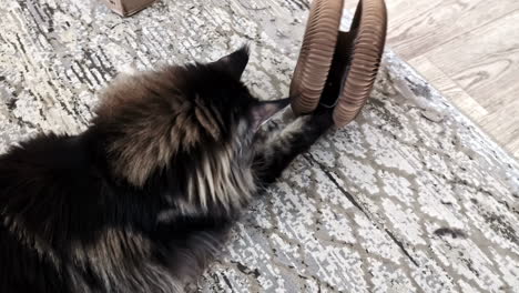 curious cat plays with cardboard coil toy on textured indoor rug
