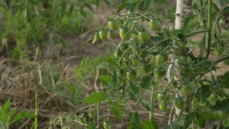 tomate cherry verde botánico natural jardinería granja plantación orgánica concepto de crisis alimentaria