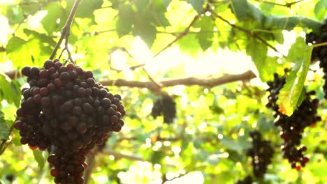 purple red grapes with green leaves on the vine. fresh fruits