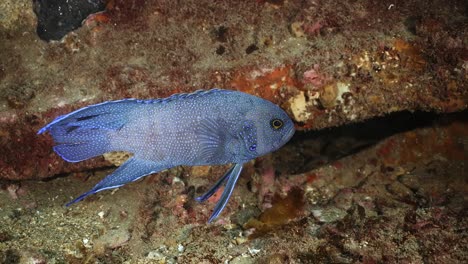 Southern-Blue-Devil-Fish-Paraplesiops-Meleagris-Endemisch-Südaustralien-4k-Zeitlupe