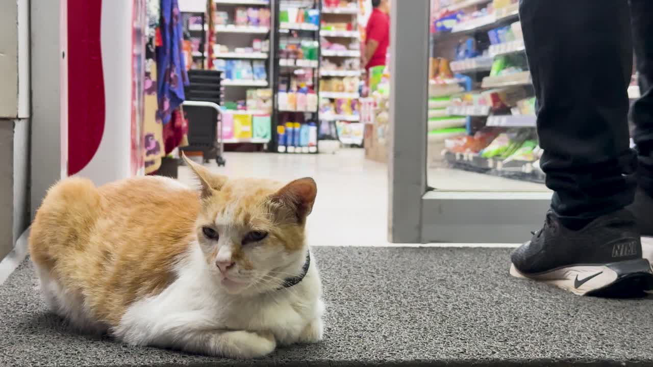 A cat lounges at a convenience store entrance in Phuket, Thailand, as people walk by. Bright lighting highlights the bustling environment