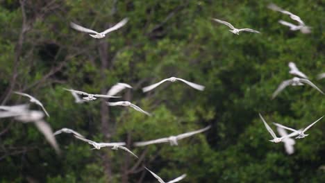 terns are seabirds that can be found all throughout the world at sea, rivers, and other wider bodies of water