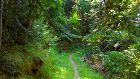 Aerial-Video-Passing-Close-Up-Of-Two-branches-Inside-A-Forest-Of-Green-Trees-and-Small-Mountain-Road