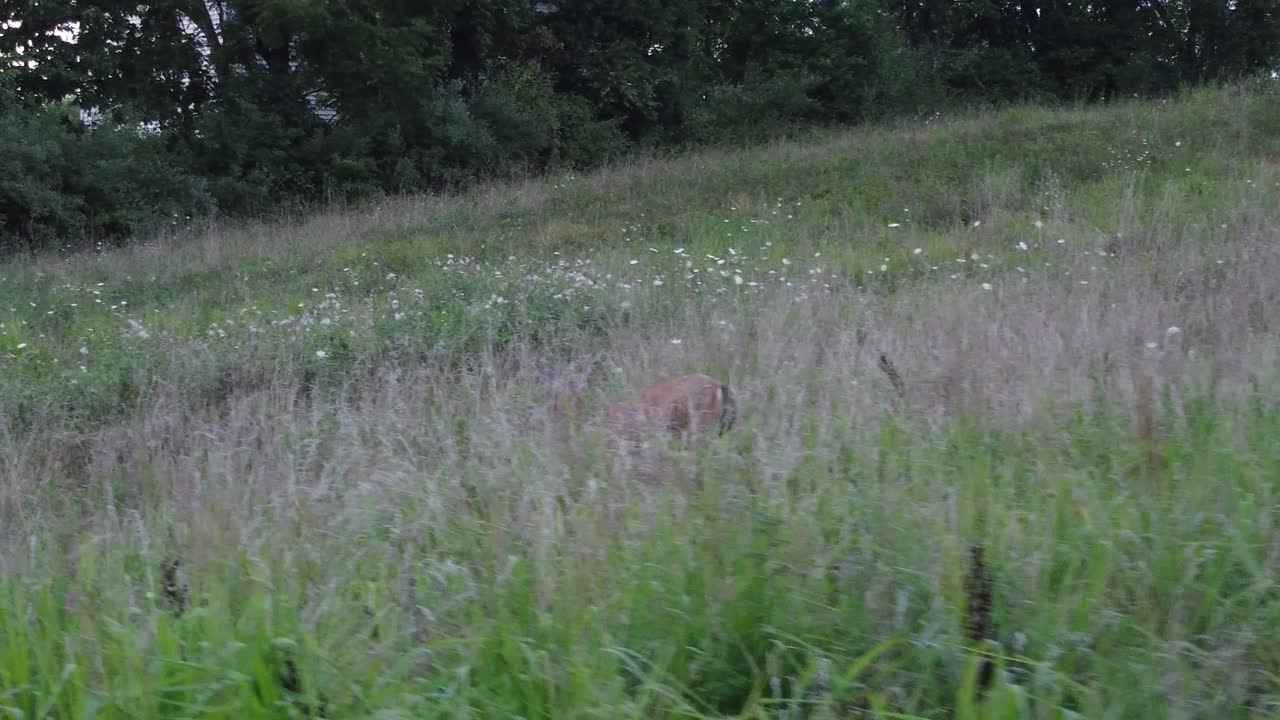 ciervo caminando en la hierba alta en la naturaleza cerca del bosque