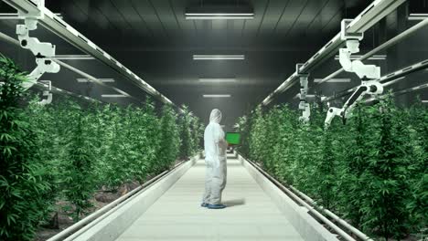 vista trasera del cuerpo completo del investigador de marihuana usando una computadora portátil de pantalla verde y mirando a su alrededor mientras está de pie en el invernadero de marihuana con agricultores robóticos inteligentes