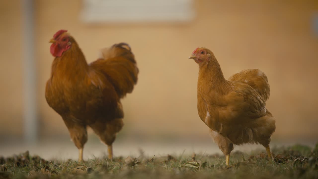 imágenes en primer plano de pollos y gallinas filmadas con una lente telescópica