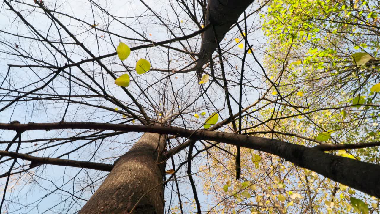 가을에 나무들을 올려다보며