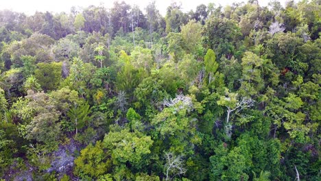 aerial view revealing a variety of tropical rainforest trees on kri island in raja ampat, west papua, indonesia