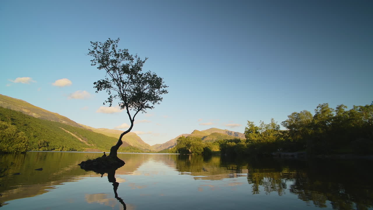 Lone silhouette tree stands proud on small island surrounded by calm lake water landscape and scenery, background with copy space and blue sky at Llyn Padarn Lake, Wales