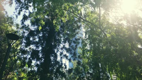 Blick-Auf-Ein-Gebäude-Durch-Waldbäume-Mit-Durchscheinender-Sonne
