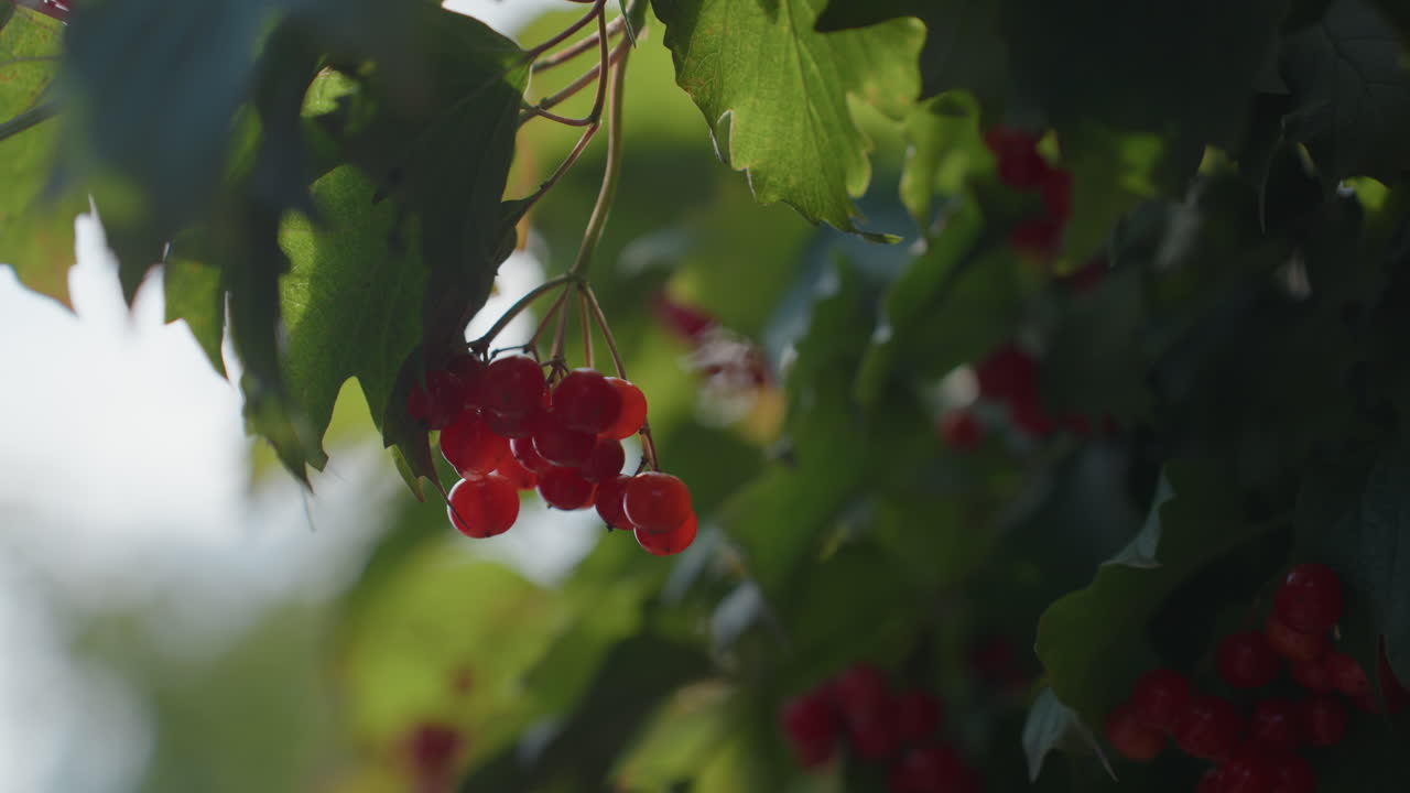 Bacche rosse illuminate dal sole che pendono sotto foglie verdi, primo piano retroilluminato e suggestivo con bokeh morbido, grappolo di viburno baciato dalla rugiada che oscilla nella tranquilla brezza mattutina, punto di vista di un cercatore di cibo nei boschi, ombre tenui e calde