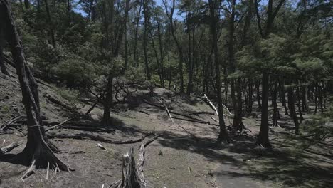 Niedrige-Waldantenne-Durch-Spärliche-Bäume-Im-Pololu-Tal-Auf-Hawaii