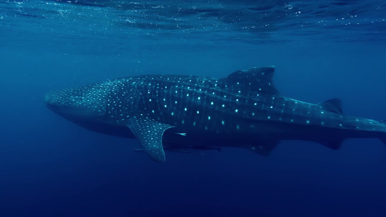 A whale shark moves gracefully through the deep blue ocean of Sogod Bay. Ideal for marine life documentaries or educational content.