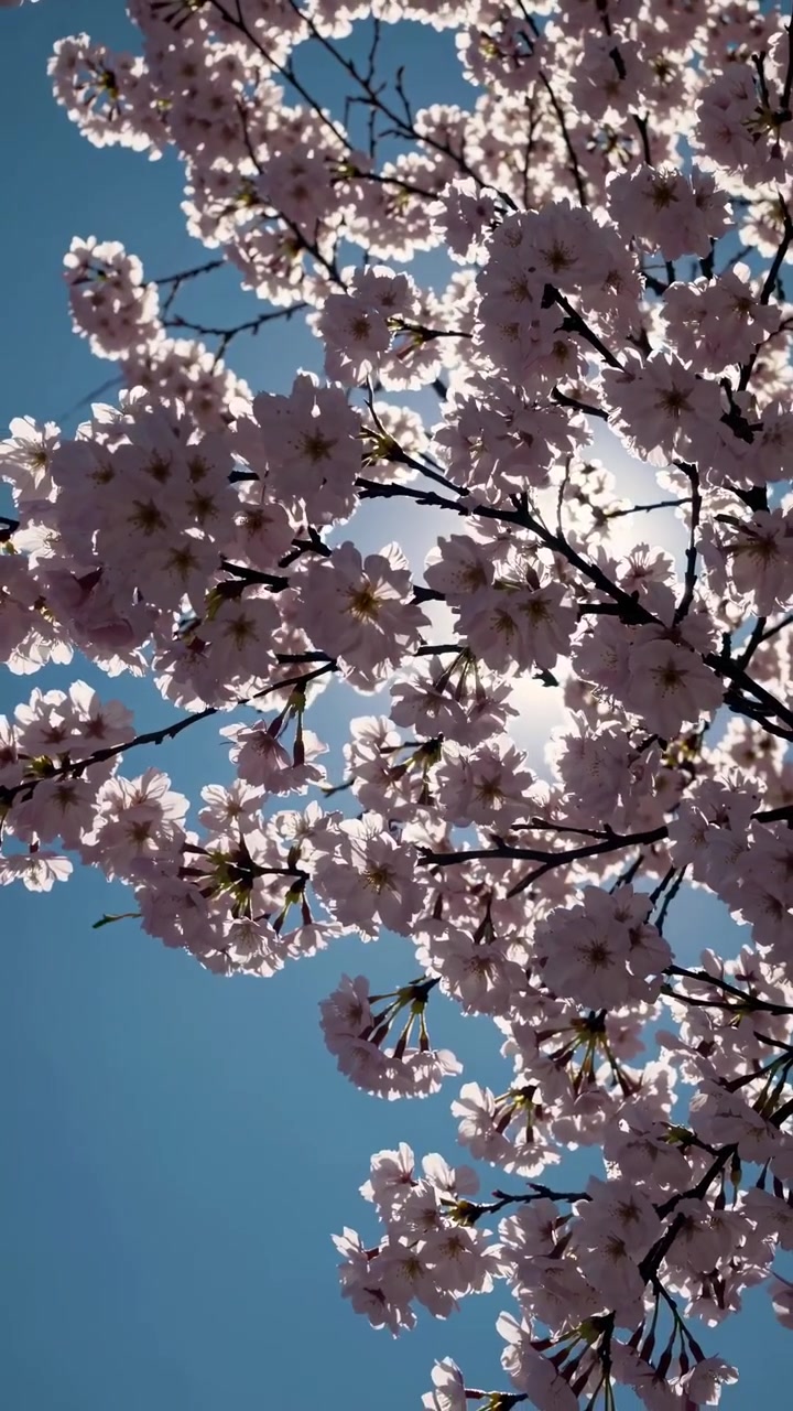 Fiori di ciliegio in fiore contro un cielo azzurro brillante