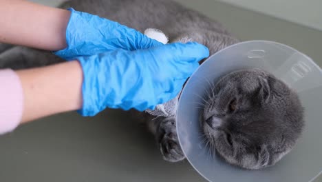 veterinarian treating an injured cat