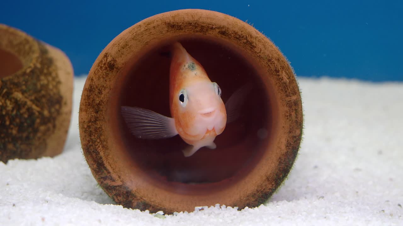 Orange Fish in a Terracotta Pot