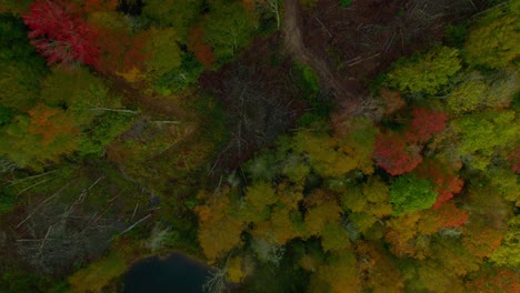 aerial view of fall leaves in the mountains