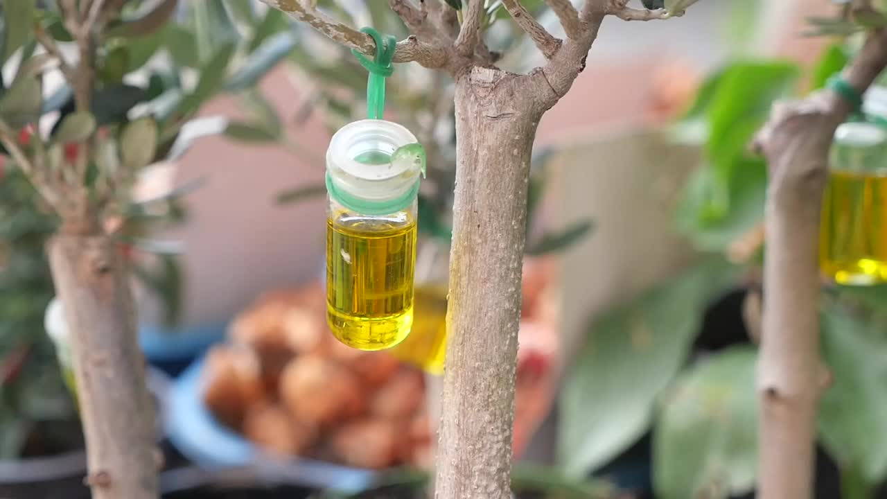 Olive Tree Fruit Fly Traps with Olive Oil