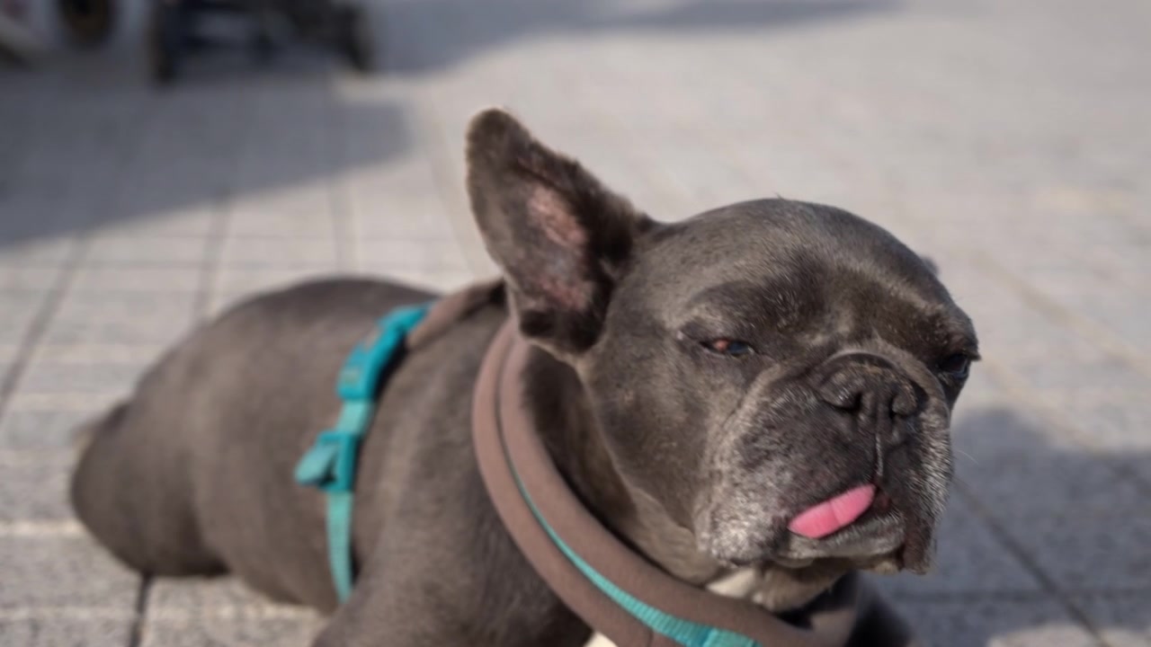 Close up portrait of a relaxed French Bulldog resting outdoors in warm sunlight