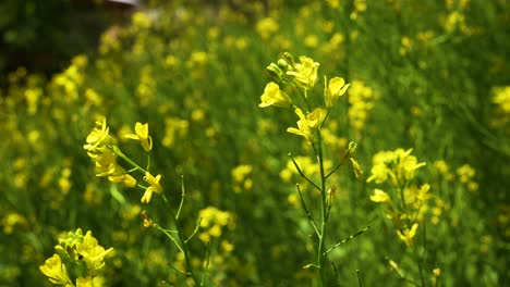 mustard flowers are blooming in the vast field - close-up shot of flower head in the mustard field on a sunny day