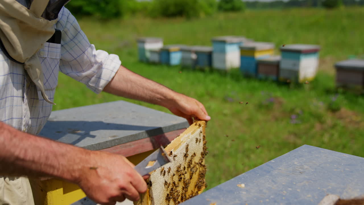 Male hands hold a honey frame shaking off the bees from it. Checking the honey combs ready for harvesting. Close up.
