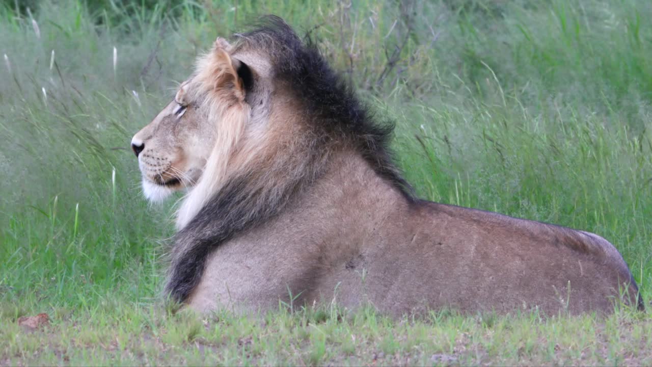 Velký samec afrického lva spokojeně leží na mýtině v savaně