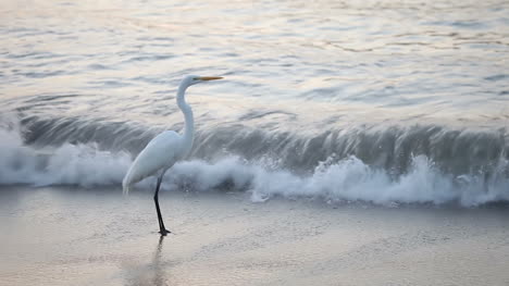 storks 02
