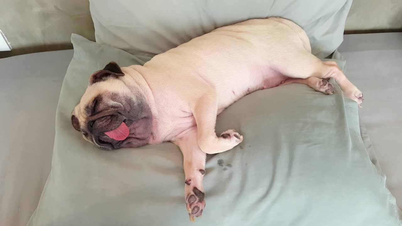 Pug dog having a siesta an resting in bed on a pillow on his back, tongue sticking out looking very funny