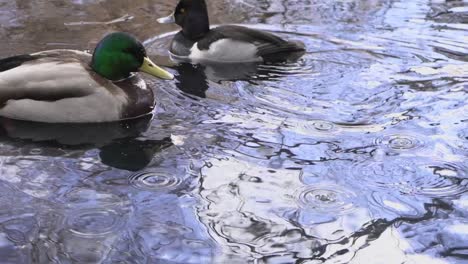 Cámara-Lenta-Cerca-De-Patos-Mallard-Flotando-Bajo-La-Lluvia