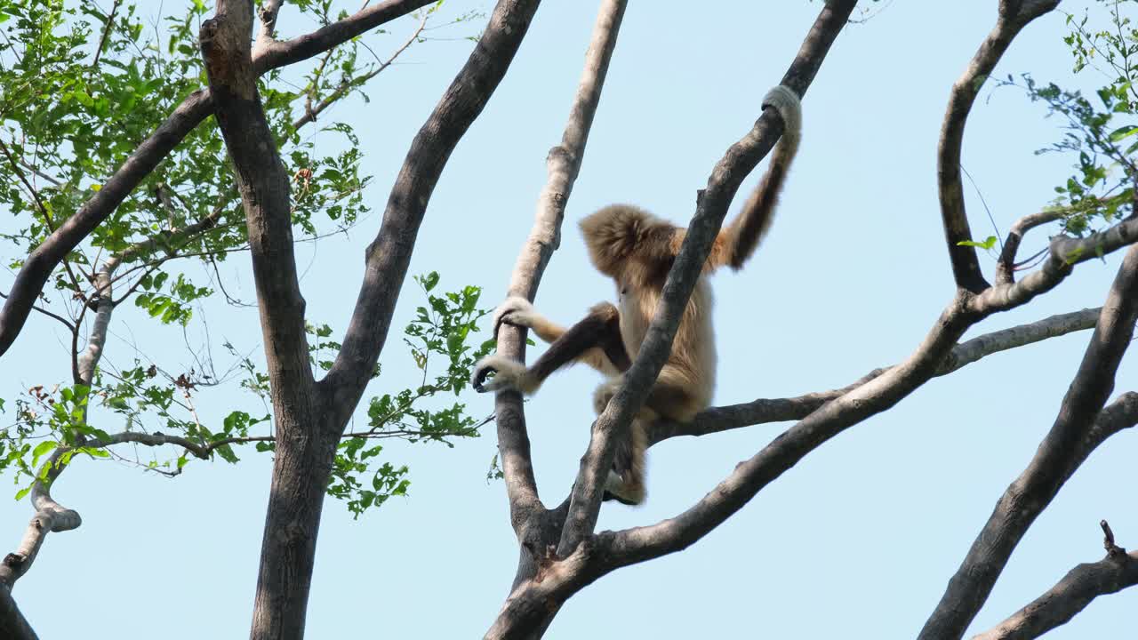 gibón de manos blancas, hylobates lar, hembra
