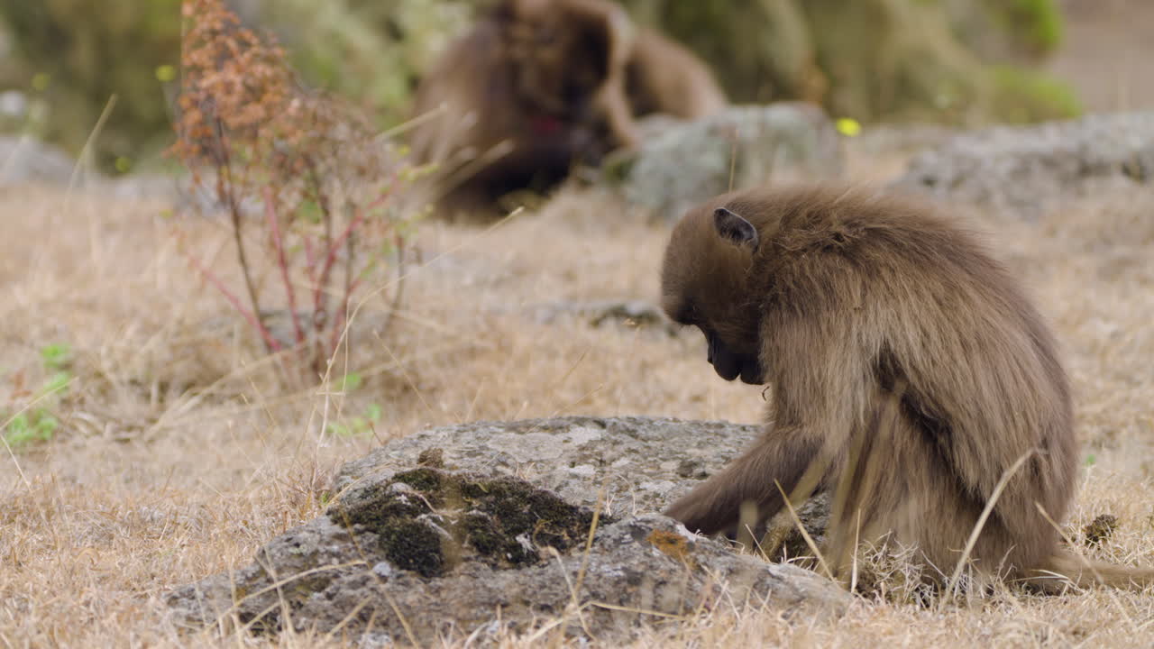 Gelada Monkey Foraging In Their High-altitude Ethiopian Highland Habitat. Close Up Shot