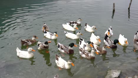 Ducks-searching-food-and-diving-in-the-lake-water