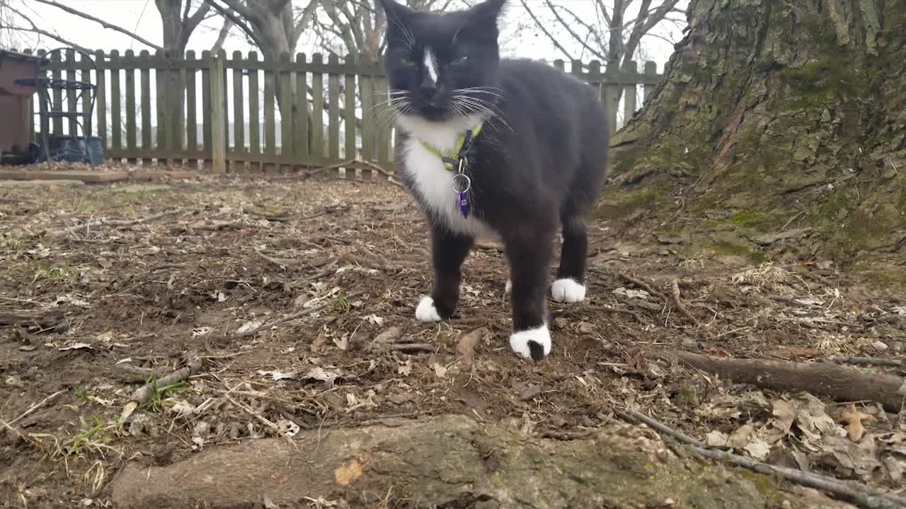 foto fija de un pequeño gato blanco y negro afuera junto a un árbol grande