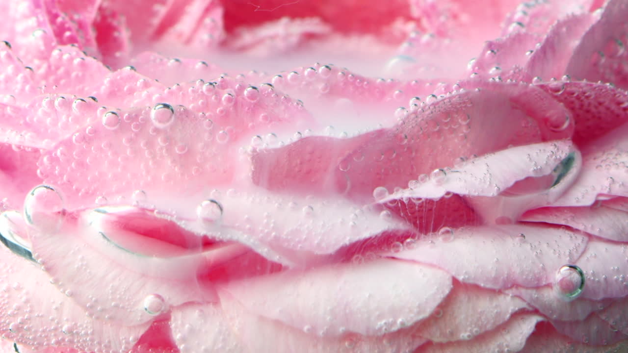 분홍색 장미 잎자루가 거품이 있는 물에