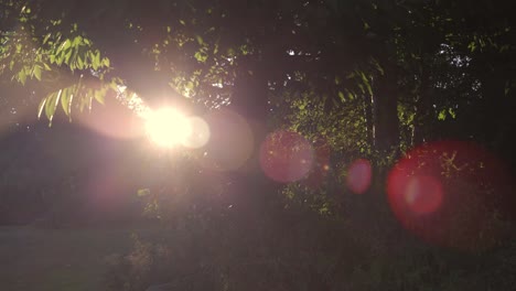 Sliding-push-in-to-a-sunset-lens-flare-behind-a-tree-in-a-garden