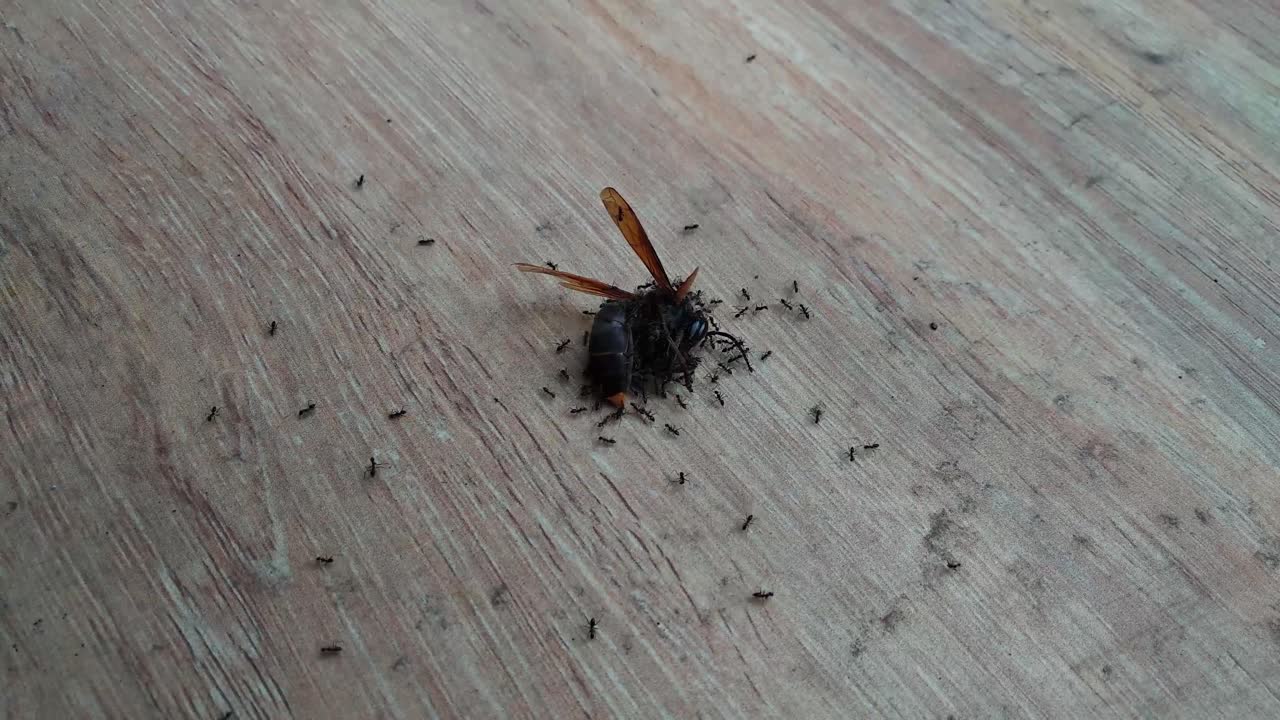 움직이는 식민지 개미 클로즈업