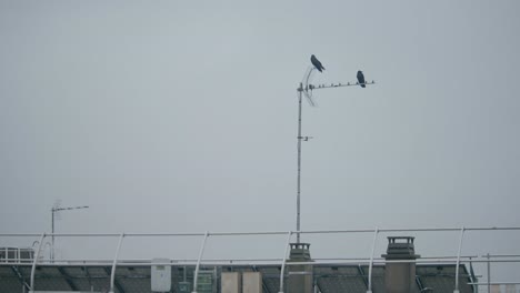 two black crows on tv satellite antenna on roof, copy space for text