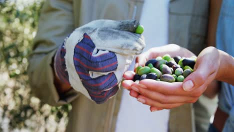 Couple-examining-olives-on-plant-in-farm-4k